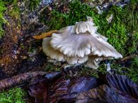 Heller Baumpilz umgeben von Moos und feuchtem Laub davor